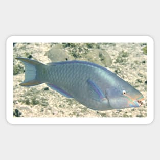 Parrot Fish Sticker